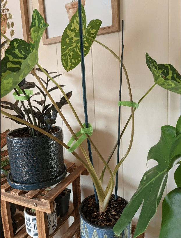 alocasia hilo beauty leggy stems and droopy leaves